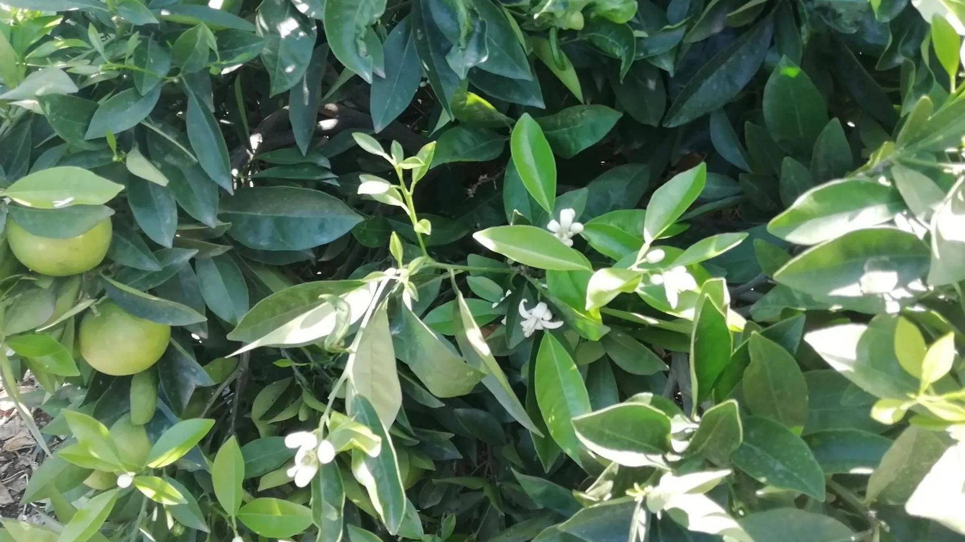 Finca Las Tapias, Casa Mane Puerto de la Cruz  Espagne